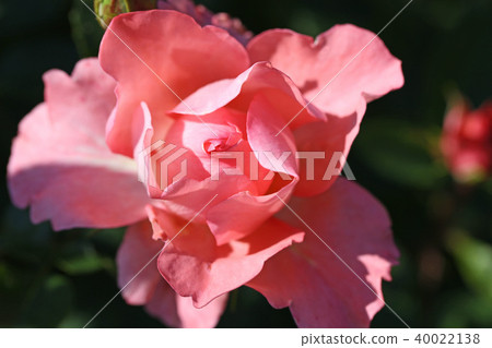 Beautiful salmon pink roses like fluorescent colors 40022138