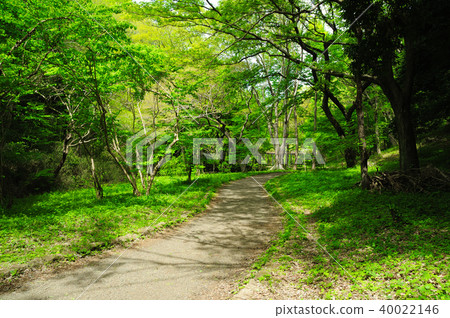Fresh green forest Fresh green forest 40022146