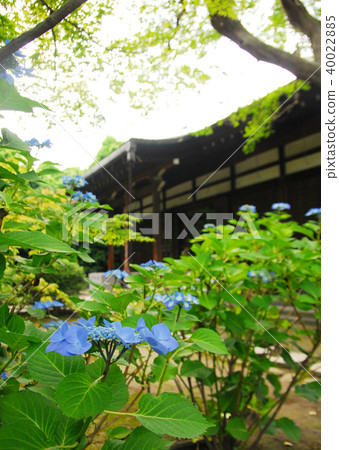 Hydrangea and main hall of Kanshuji 40022885