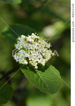 Wayfaring tree Wayfaring tree 40023145