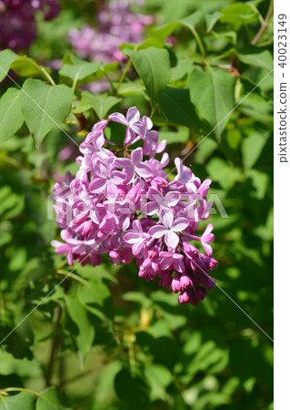 Pink lilac Pink lilac 40023149