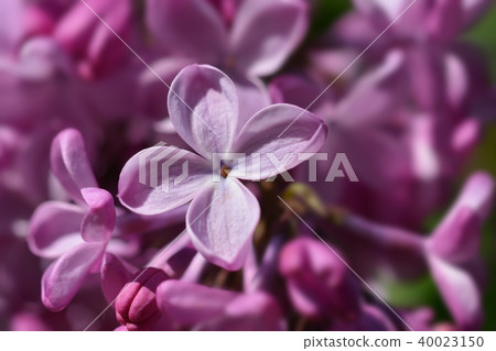 Pink lilac 40023150
