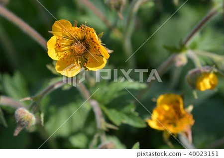 Dwarf orange avens 40023151