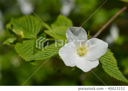 White flower close up White flower close up 40023152