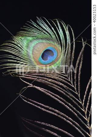 Peacock feather Peacock feather 40023153