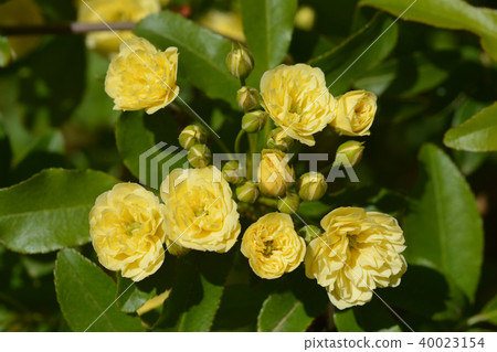 Lady Banks' rose Lady Banks' rose 40023154
