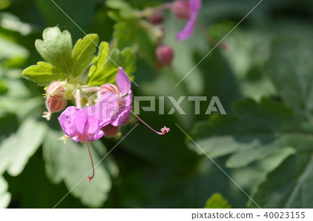 Bigroot geranium Bigroot geranium 40023155