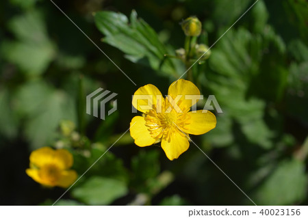 Creeping buttercup Creeping buttercup 40023156