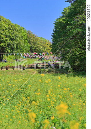 Rape field (Satoyama garden) of the valley 40023502