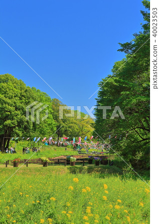 Rape field (Satoyama garden) of the valley 40023503