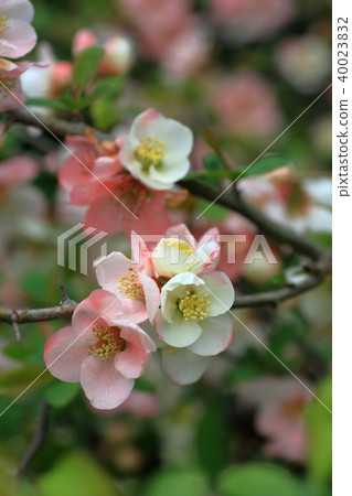 紅色和白色bokeh花 40023832