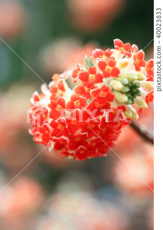 mitsumata的一朵花像玫瑰 40023833