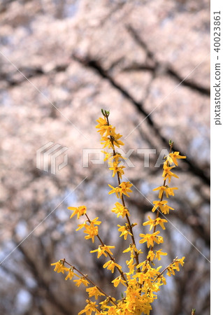 Forsythia cherry blossoms in full bloom 40023861