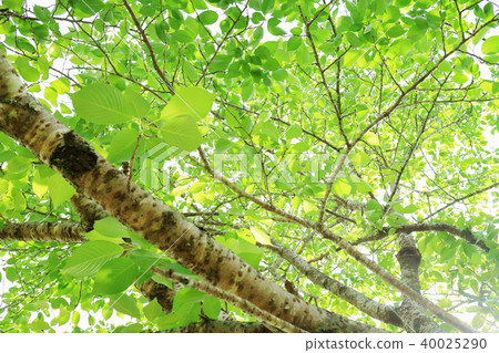 新的綠色形象 40025290