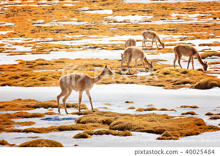 vicunas in atacama desert 40025484