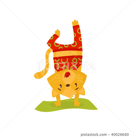 Domestic kitten doing handstand on green carpet. Cat athlete in red sportswear. Humanized animal Domestic kitten doing handstand on green carpet. Cat athlete in red sportswear. Humanized animal 40026680