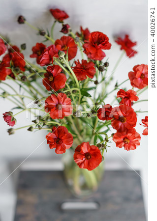 beautiful buttercups Bush flowers in a vase on a table . Bouquet of red flower. Decoration of home 40026741