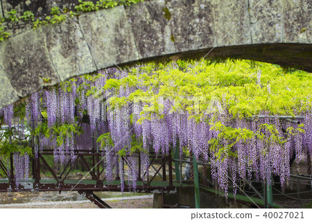Nishikanta神社的紫藤 Nishikanta神社的紫藤 40027021