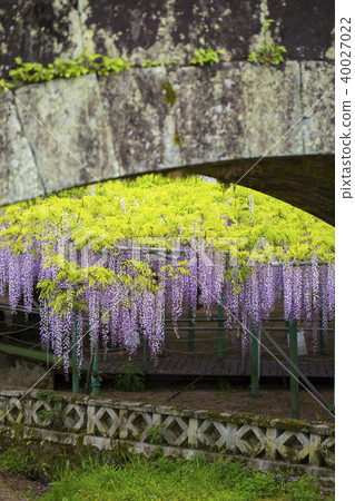 Nishikanta神社的紫藤 Nishikanta神社的紫藤 40027022