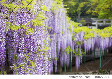 The wisteria of Nishikanta Shrine The wisteria of Nishikanta Shrine 40027027
