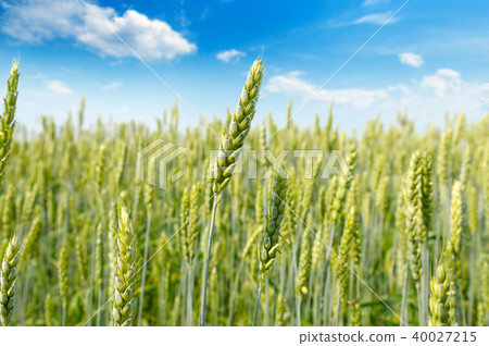 Field with ripe ears of wheat and  cloudy sky.  40027215