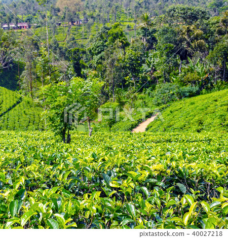 The tea plantations background. Sri Lanka. The tea plantations background. Sri Lanka. 40027218
