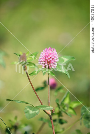 桃紅色紅三葉草花 桃紅色紅三葉草花 40027812