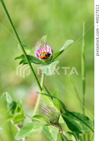 在桃紅色紅三葉草花的Tendonamushi 40027813