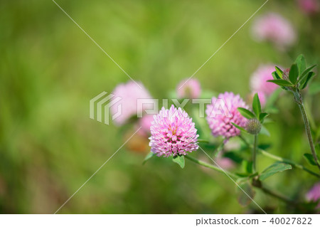 Pink red clover flower Pink red clover flower 40027822