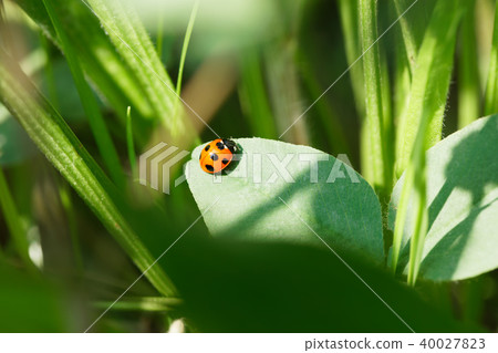 Parasitism in the grassland Parasitism in the grassland 40027823