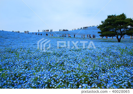 Blue flowers of nemophila at the state-run Hitachihama Beach Park 40028065