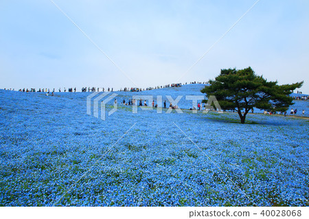 Nemophila藍色花在國營的Hitachihama海灘公園 Nemophila藍色花在國營的Hitachihama海灘公園 40028068