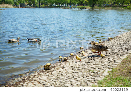 鯉魚小工具的父母和孩子在寺廟公園的池塘 40028119