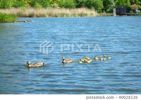Parent and child of the carp gadget in the pond of the Temple Park 40028126