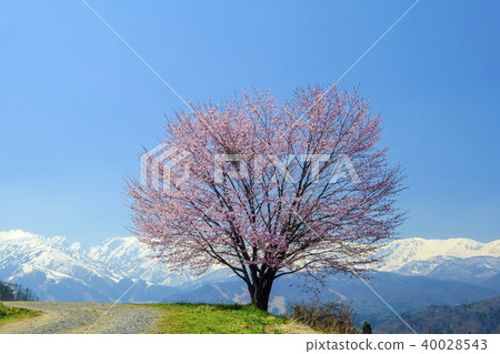 One cherry tree of Nodaira and Hakuba mountainous mountain One cherry tree of Nodaira and Hakuba mountainous mountain 40028543
