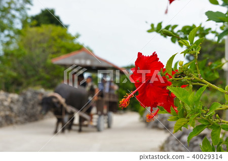 Buffalo of Taketomijima Buffalo of Taketomijima 40029314