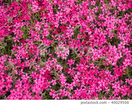 地面粉紅色 40029508