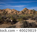 Joshua tree national park desert 40029819