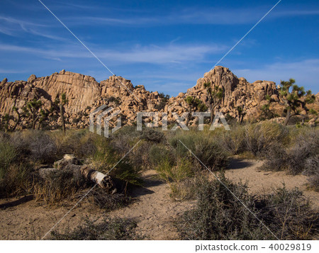 Joshua tree national park desert 40029819
