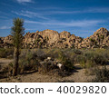 Joshua tree national park desert 40029820