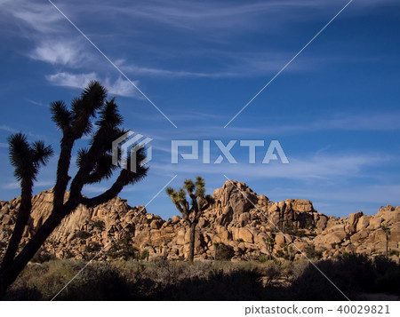 Joshua tree national park desert 40029821