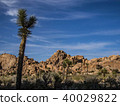 Joshua tree national park 40029822