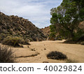 Joshua tree national park desert 40029824