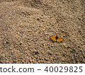 Yellow orange butterfly on the ground 40029825