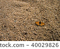 Yellow orange butterfly on the ground 40029826