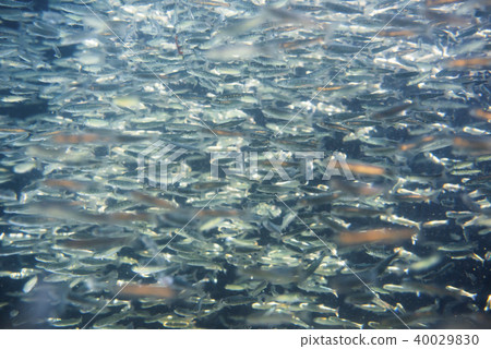 Salmon fry (swimming) Salmon fry (swimming) 40029830