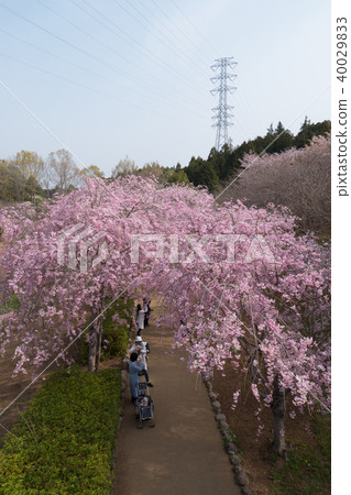 在Hitachi Kozuki山上垂枝櫻花 40029833