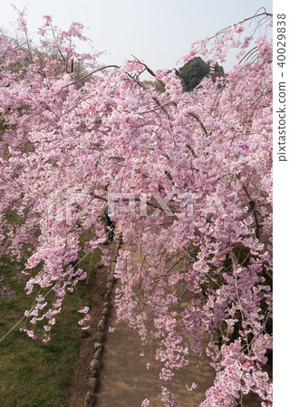 Weeping cherry blossoms on the hill of Hitachi Kozuki Weeping cherry blossoms on the hill of Hitachi Kozuki 40029838