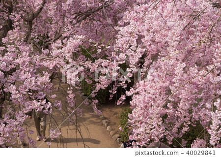 Weeping cherry blossoms on the hill of Hitachi Kozuki 40029841