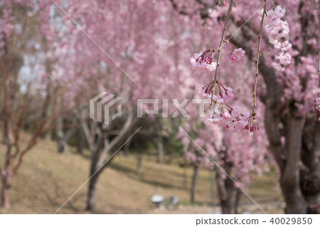 Weeping cherry blossoms on the hill of Hitachi Kozuki 40029850